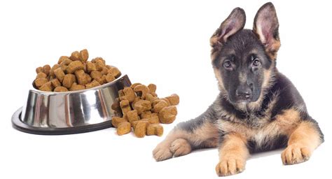 how much food should i feed my german shepherd and is there any benefit of adding supplements to their diet?