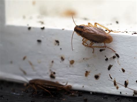 how to get rid of cockroaches in kitchen: do cockroaches have their own language?