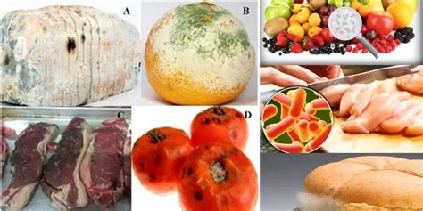 which of the following bacteria cause spoilage of food: An Exploration of Microbial Culprits and Their Impact on Food Quality